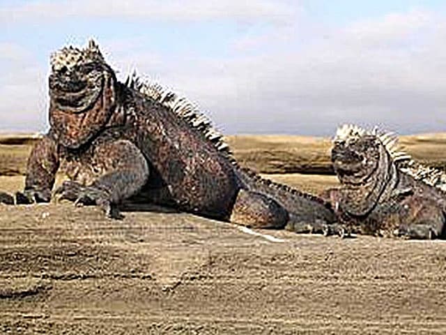 Islas Galápagos,  un lugar cada vez más difícil para vivir