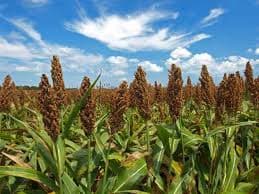 Argentina exporta sorgo a China