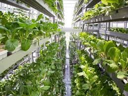 La granja vertical en la ciudad: el futuro