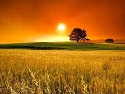 Soja y maíz: retroceso; y se consolida el trigo