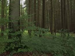 El futuro sostenible se construye con madera