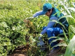 Trazabilidad de productos fitosanitarios y veterinarios