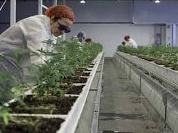 Una delicada exploración de Coca-Cola en la mira