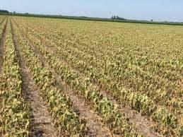 Impacto de la sequía: el PBI caerá en 2,5%