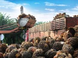 Nestlé contra la deforestación