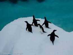 Debaten la protección del Océano Antártico