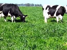 Buscan incorporar algas a la dieta vacuna