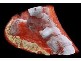 Escáner revolucionario