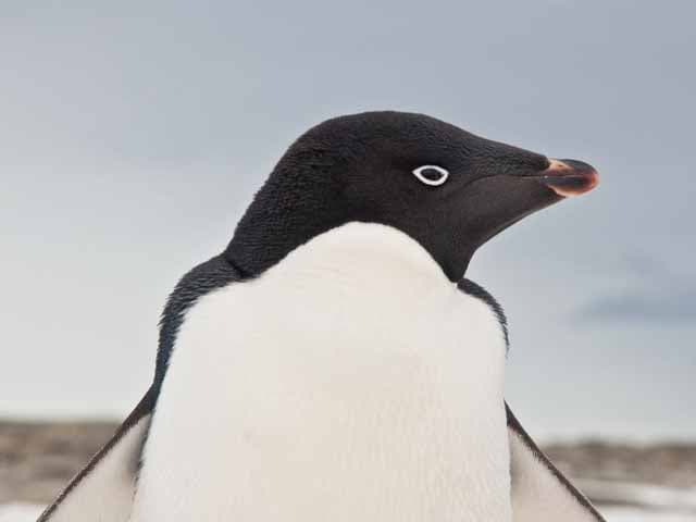 Los pingüinos no encuentran comida