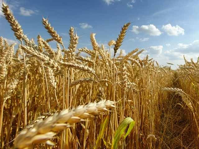 Trigo a Brasil: más que  en los últimos 12 años