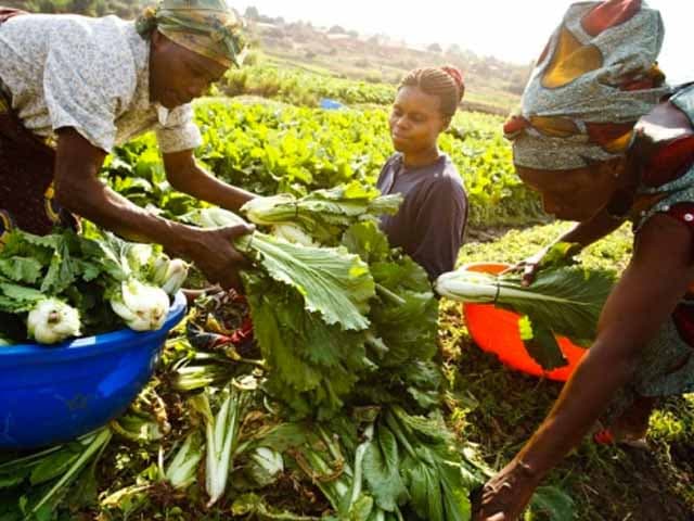 El destino manifiesto de Ãfrica, fin del prejuicio