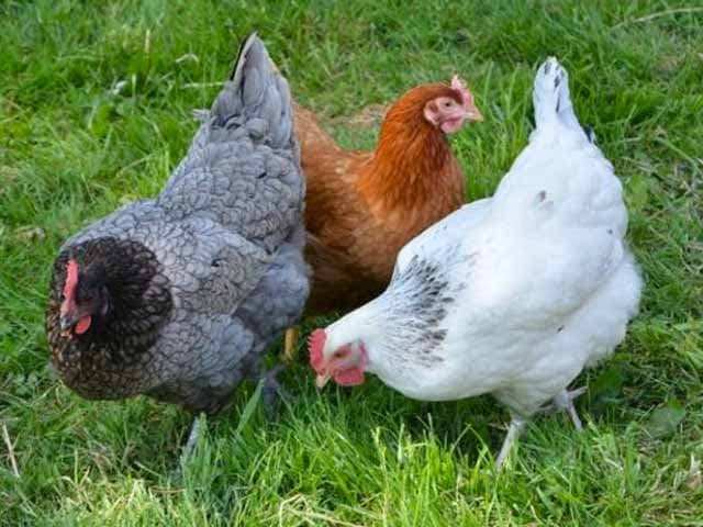 Huevos con propiedades medicinales