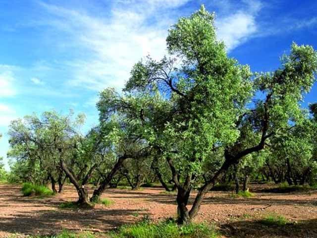 ¡Italia se queda sin aceite de oliva!