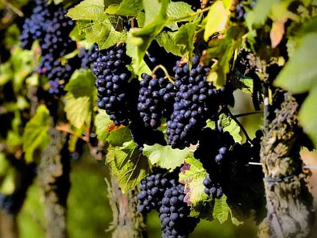 Economías regionales: ¿dónde está el problema?