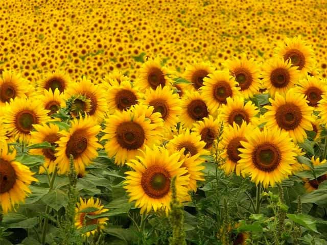 Girasol: la mayor producción de la década