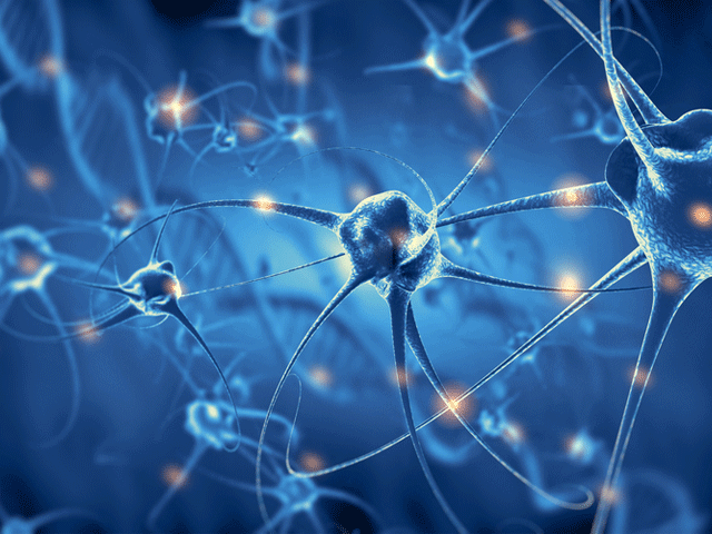 El cerebro sigue creando células en la vejez