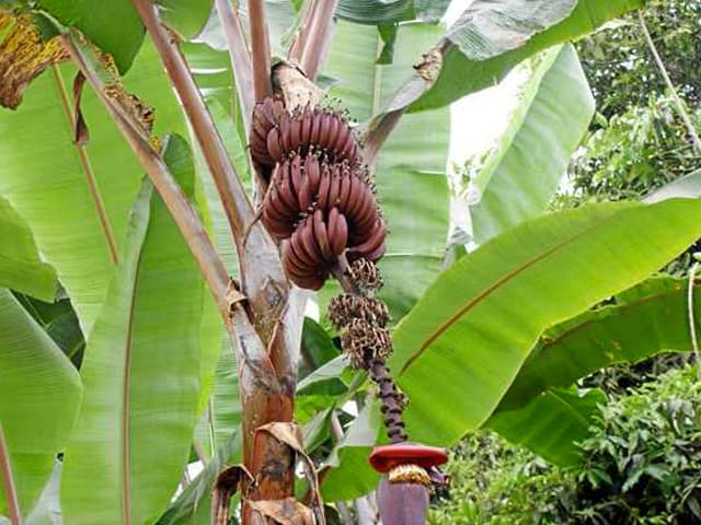 Temen que haya regresado el hongo del Mal de Panamá