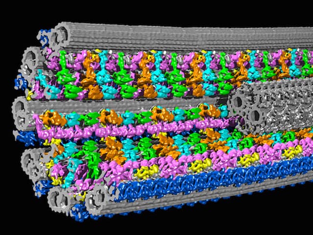 La revolución de la blobología