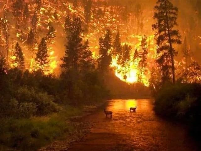 Amazonas: destrucción sin precedentes