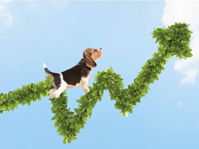 El sector mascotas entusiasma en Wall Street