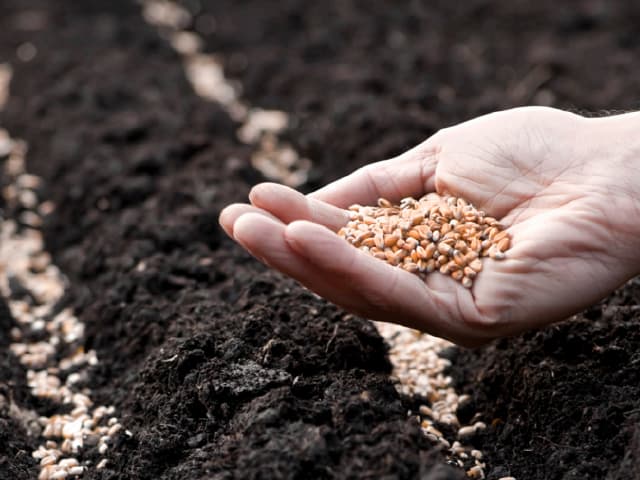 Récord de granos: 147 millones de toneladas