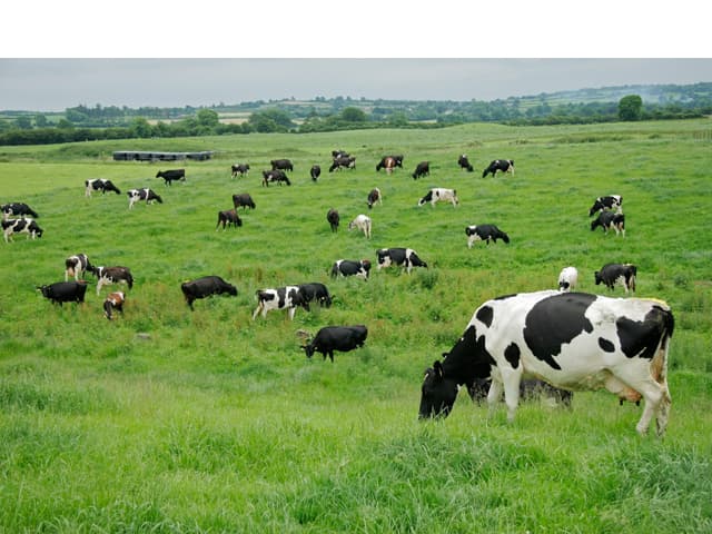 La vaca también tiene un futuro incierto