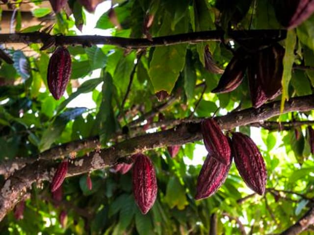 El chocolate significa deforestación