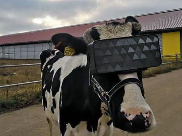 Realidad virtual para obtener más leche