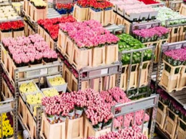 Avianca trajo las flores para San Valentín