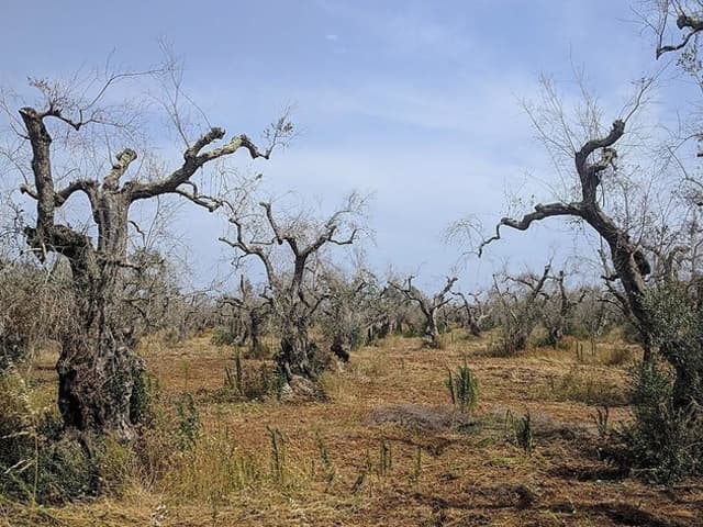 Peligra en Europa la producción de aceite de oliva