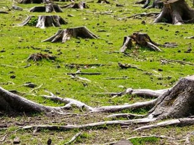 Detener la expansión agrícola para evitar nuevas pandemias