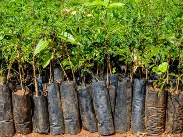 Cuidado con los incentivos para reforestar