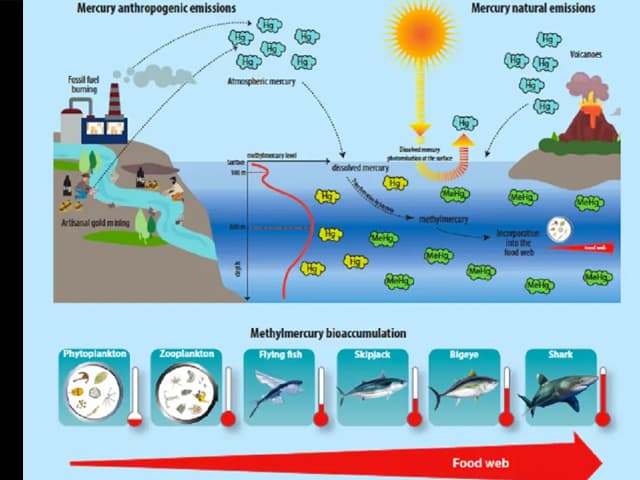 Encuentran mercurio en la Fosa de las Marianas
