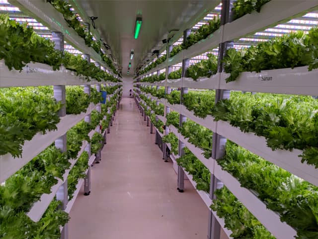 ¿Las granjas futuras estarán en la ciudad?