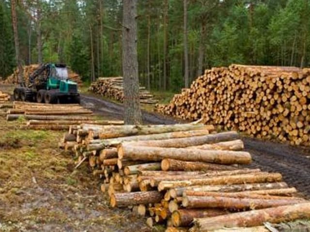 Industria forestal, posible salida tras la pandemia