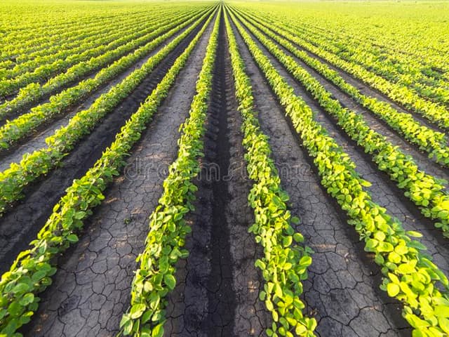 ¡Al fin una buena noticia! Y en el mercado de la soja