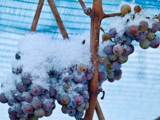 Alemania: arruinada su cosecha de vino invernal