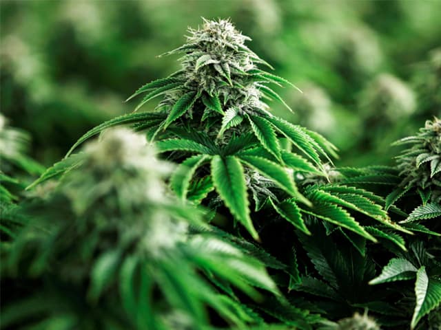 El negocio legal de la marihuana