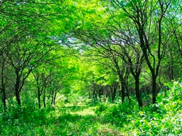 Magro presupuesto para la defensa de bosques nativos