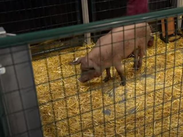 Elon Musk busca también solucionar enfermedades