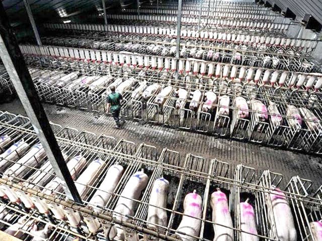 Las ONG piden ayuda para  prevenir futuras pandemias