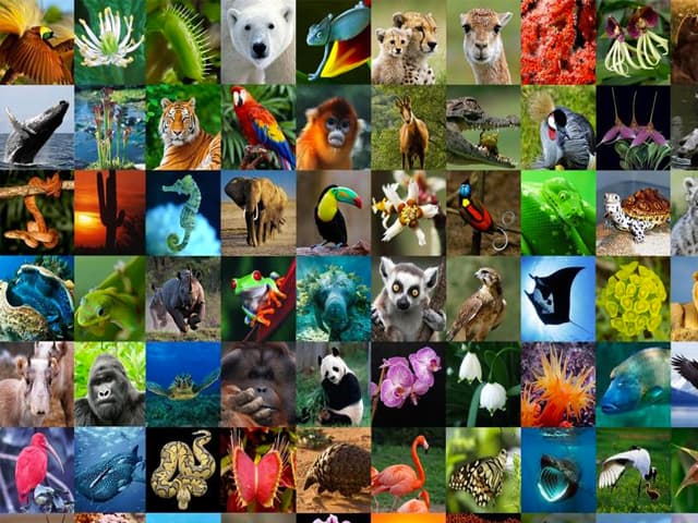 Hermanarse con la biodiversidad