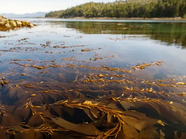 Unilever busca crear superficies auto-limpiantes