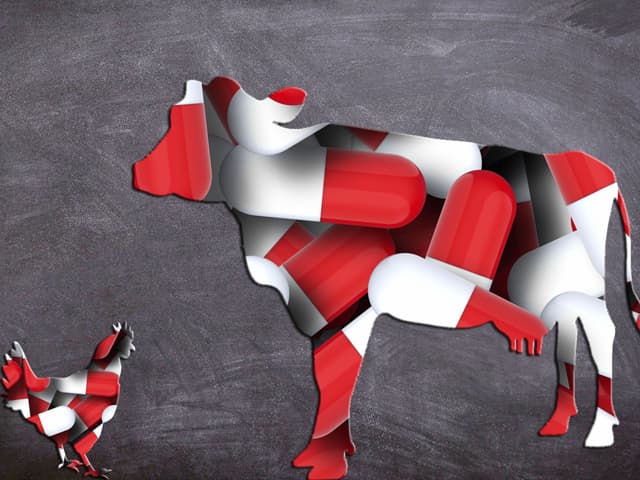 Demasiados antibióticos en la producción de carne