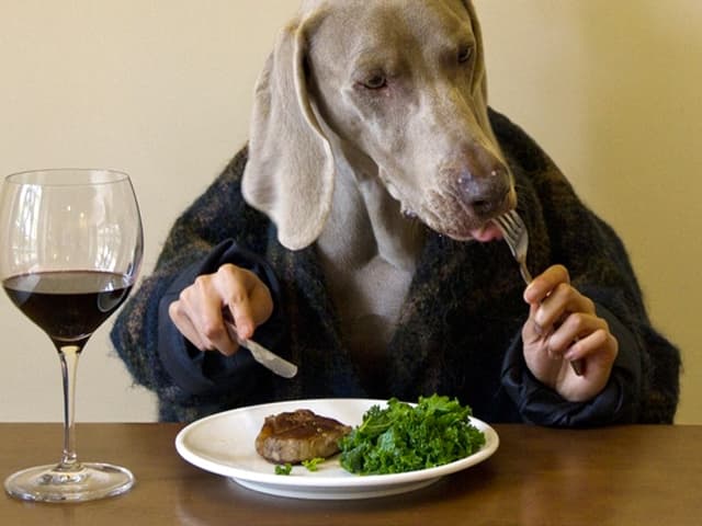 Avanza el proceso de humanización de las mascotas