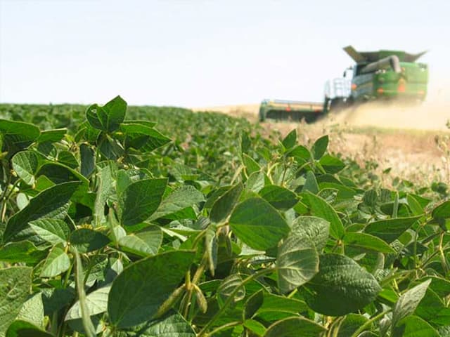 ¿Maldición? La bendición  en el precio de la soja 
