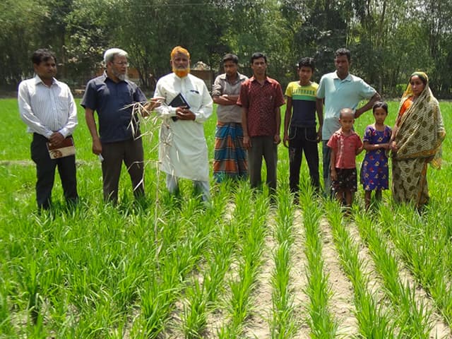Buscan una forma menos dañina de cultivar arroz