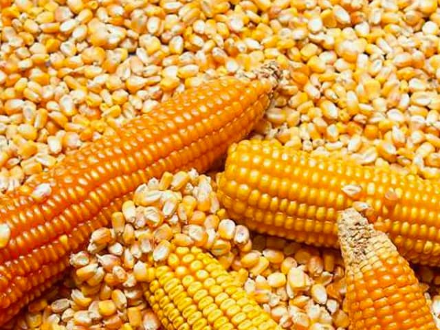 Los precios del maíz por las nubes