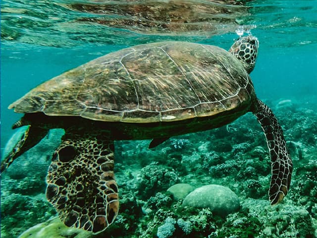 Nace Santander for the Seas: € 450.000 para recuperar y conservar mares y océanos