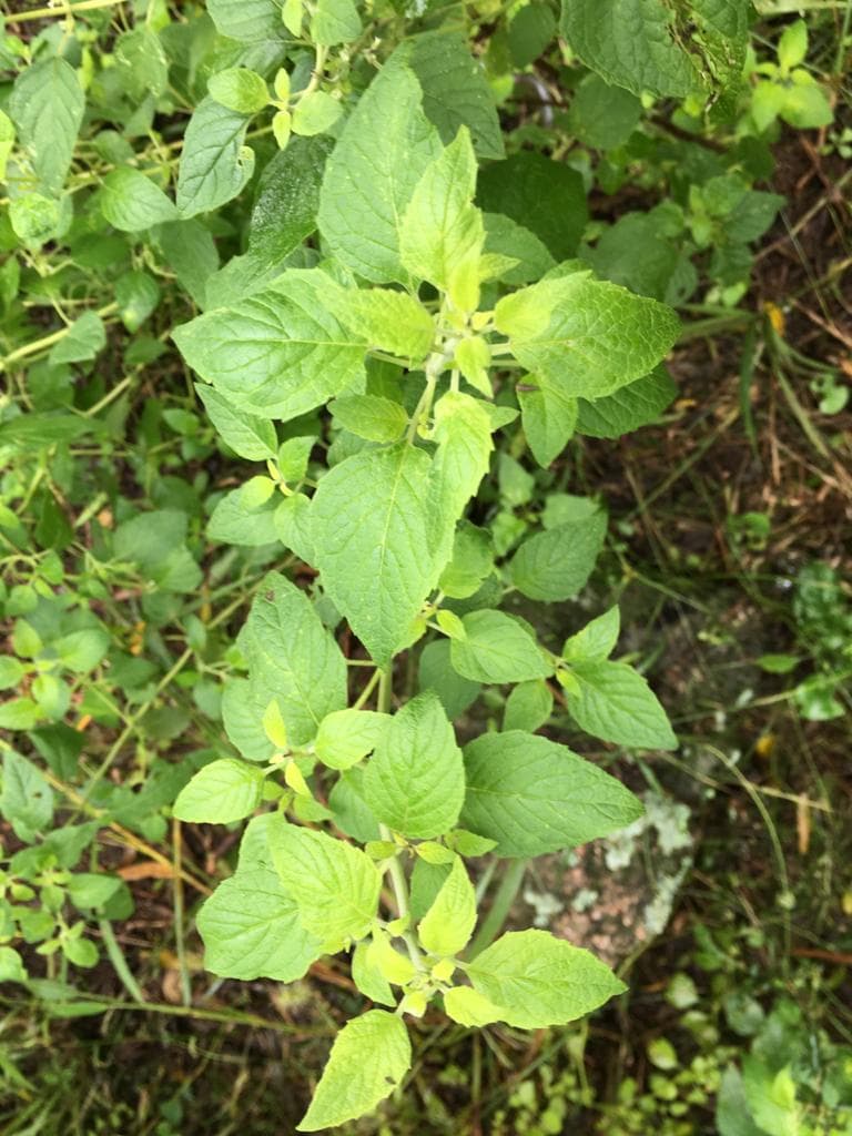 CBSé la primera yerbatera en cultivar peperina